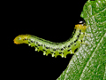 Euura pavida larva